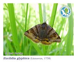 Attēlu rezultāti vaicājumam “Euclidia glyphica”