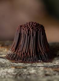 Attēlu rezultāti vaicājumam “Stemonitis sp.”