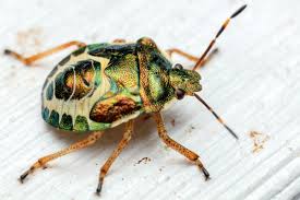 Attēlu rezultāti vaicājumam “Troilus luridus”