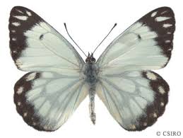 Attēlu rezultāti vaicājumam “Pieridae”