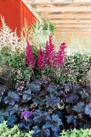 Image result for Astilbe