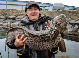 Image result for Anarhichas minor