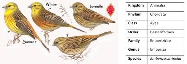 Attēlu rezultāti vaicājumam “Emberiza citrinella juvenile”