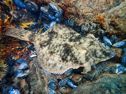 Image result for Parophrys vetulus