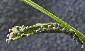 Attēlu rezultāti vaicājumam “Lycogala ustulatum macro”