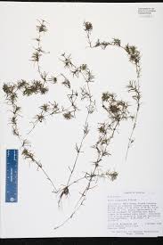 Attēlu rezultāti vaicājumam “Najadaceae”