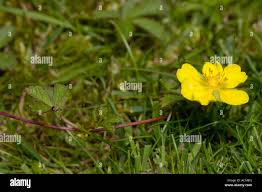 Attēlu rezultāti vaicājumam “Potentilla reptans flower”