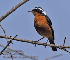 Image result for Phoenicurus moussieri