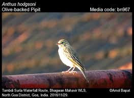 Image result for Anthus hodgsoni