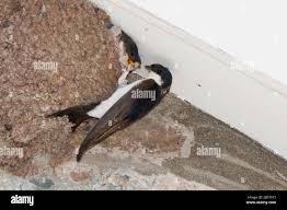 Attēlu rezultāti vaicājumam “Delichon urbicum nest”