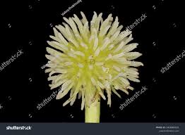 Attēlu rezultāti vaicājumam “Sparganiaceae”