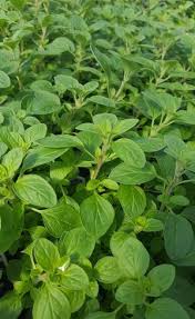 Image result for Origanum majorana