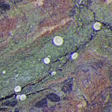 Attēlu rezultāti vaicājumam “Coenogonium pineti”