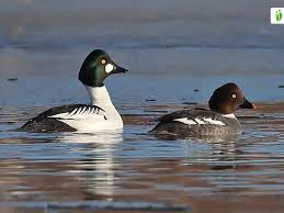 Attēlu rezultāti vaicājumam “Bucephala clangula juvenile”