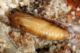 Attēlu rezultāti vaicājumam “Retinia resinella pupa”