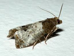 Attēlu rezultāti vaicājumam “Notocelia roborana”