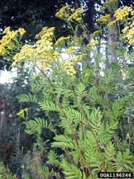 Attēlu rezultāti vaicājumam “Tanacetum vulgare flower”