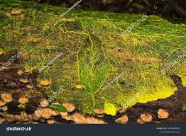 Attēlu rezultāti vaicājumam “Physaraceae”