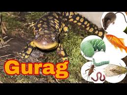 Attēlu rezultāti vaicājumam “Diderma tigrinum stalked”