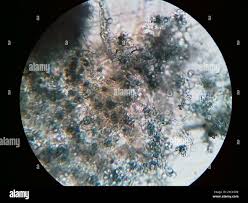 Attēlu rezultāti vaicājumam “Byssocorticium atrovirens”