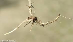 Attēlu rezultāti vaicājumam “Elytrigia repens subsp. arenosa”