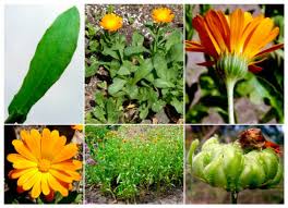 Attēlu rezultāti vaicājumam “Calendula officinalis leaf”