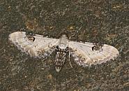 Attēlu rezultāti vaicājumam “Eupithecia centaureata”