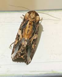 Attēlu rezultāti vaicājumam “Agrochola litura imago”