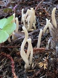 Attēlu rezultāti vaicājumam “Cribraria martinii stalked”