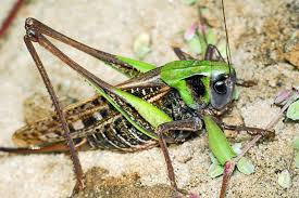 Attēlu rezultāti vaicājumam “Decticus verrucivorus”