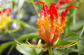 Attēlu rezultāti vaicājumam “Colchicaceae”