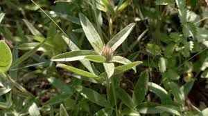 Attēlu rezultāti vaicājumam “Trifolium alpestre”