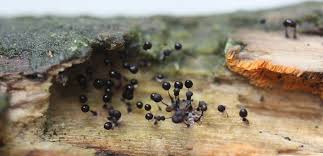 Attēlu rezultāti vaicājumam “Comatricha nigra macro”