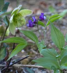 Attēlu rezultāti vaicājumam “Lathyrus vernus”