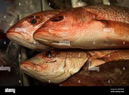 Image result for The Lancaster Fish