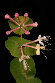 Attēlu rezultāti vaicājumam “Lonicera caprifolium”