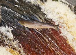 Image result for Annbank Angling Club