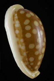 Attēlu rezultāti vaicājumam “Cribraria sp.”