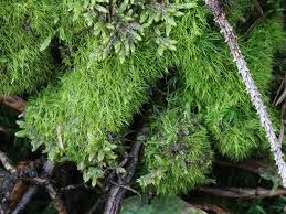 Attēlu rezultāti vaicājumam “Campylopus pyriformis”