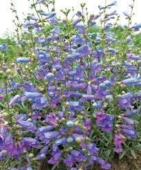 Image result for Penstemon