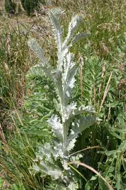 Image result for Onopordum acanthium