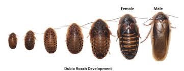 Attēlu rezultāti vaicājumam “Badhamia dubia sessile”