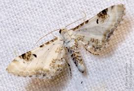 Attēlu rezultāti vaicājumam “Eupithecia centaureata”