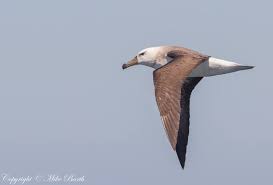 Image result for Thalassarche melanophris