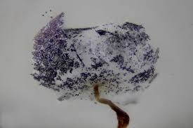 Attēlu rezultāti vaicājumam “Physarum pezizoideum macro”