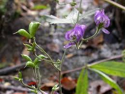 Attēlu rezultāti vaicājumam “Aconitum napellus bud”
