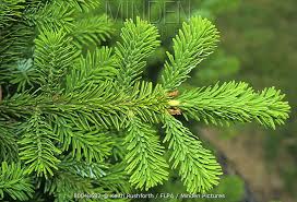 Attēlu rezultāti vaicājumam “Abies mariesii”