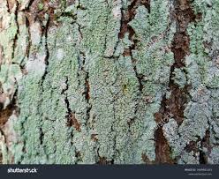 Attēlu rezultāti vaicājumam “Lepraria”