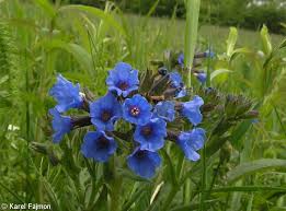Attēlu rezultāti vaicājumam “Pulmonaria angustifolia fruit”