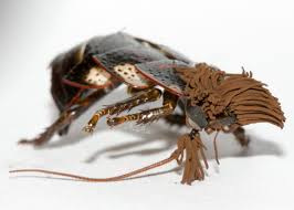 Attēlu rezultāti vaicājumam “Stemonitis sp.”